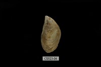 藏品(似殼菜蛤)的圖片